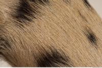 photo texture of fur 0024